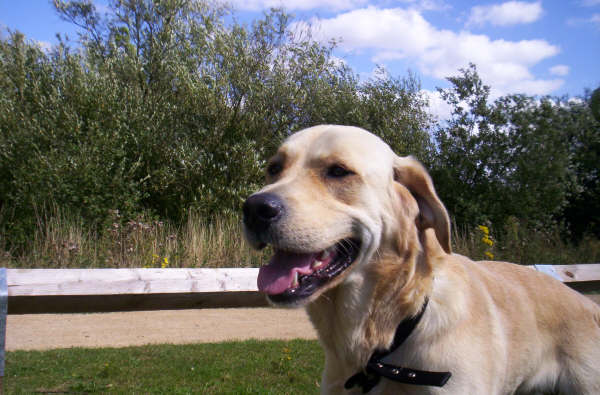 sammy