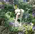 lottie