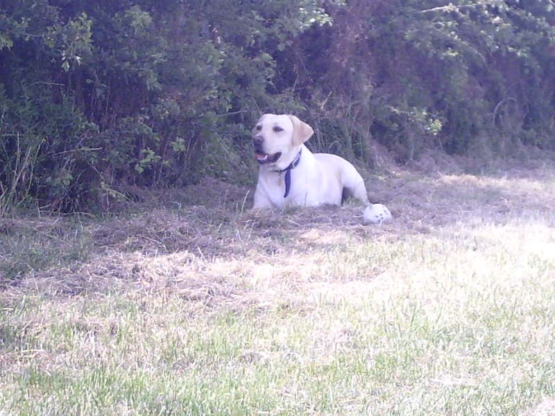 willow