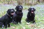 bluebells