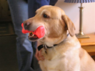 Chandler - who wouldn't sit still for the camera!