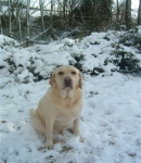 henry