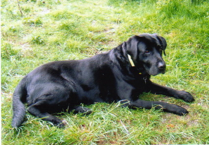 holly4