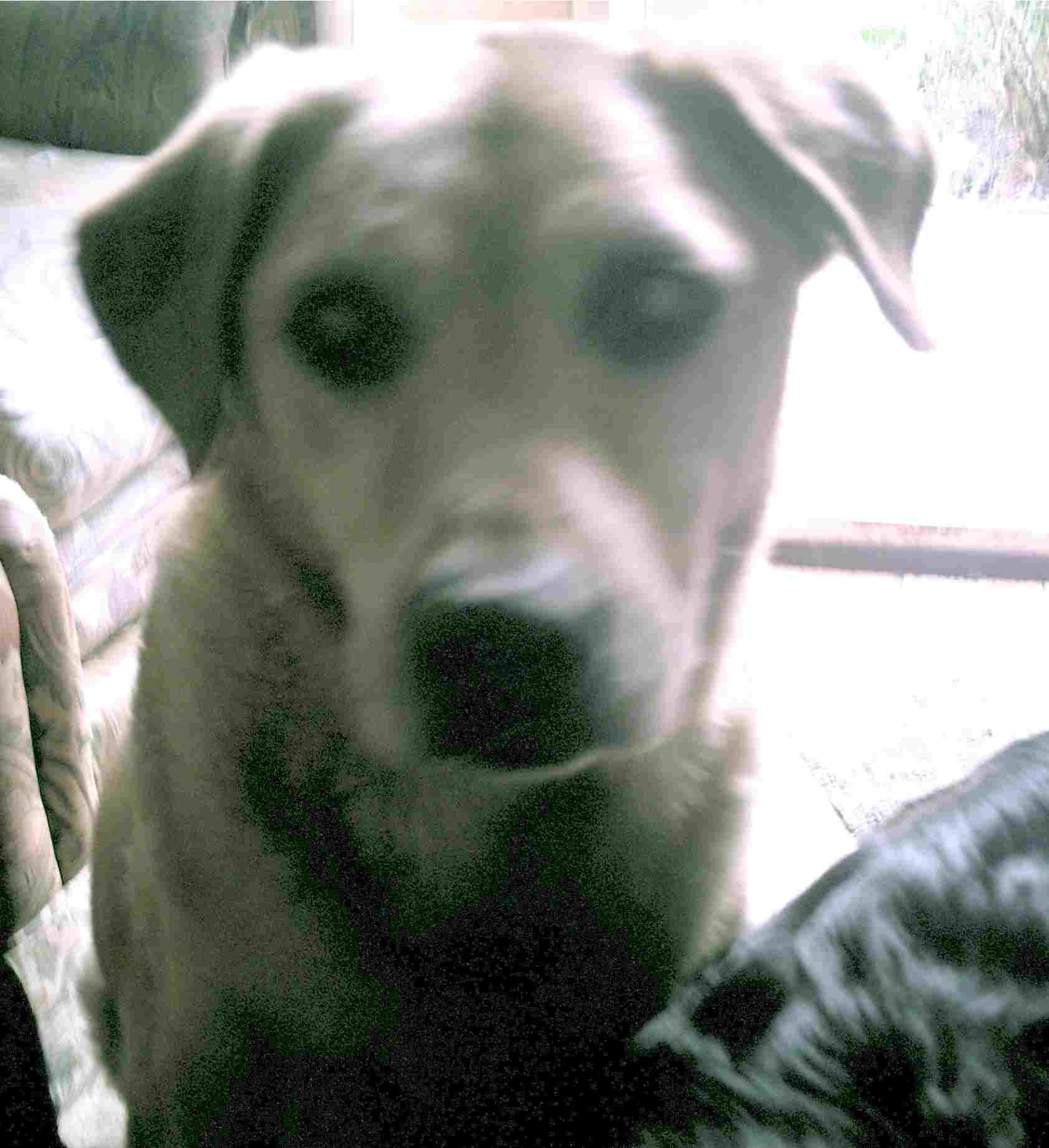 paddy