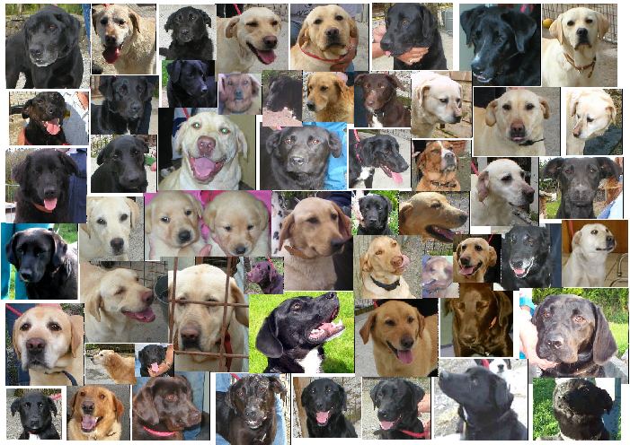Pound dogs