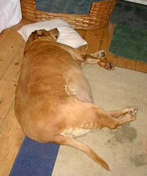 Pru at 60kg