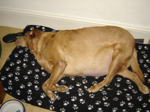 Pru at 56kg