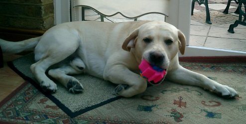 Roly getting to grips with his favourite toy!