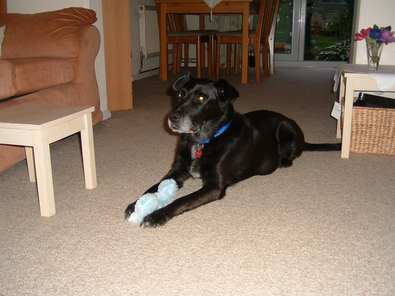 rufus
