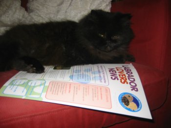 9 out of 10 cats say they prefer the Labrador Lovers Club