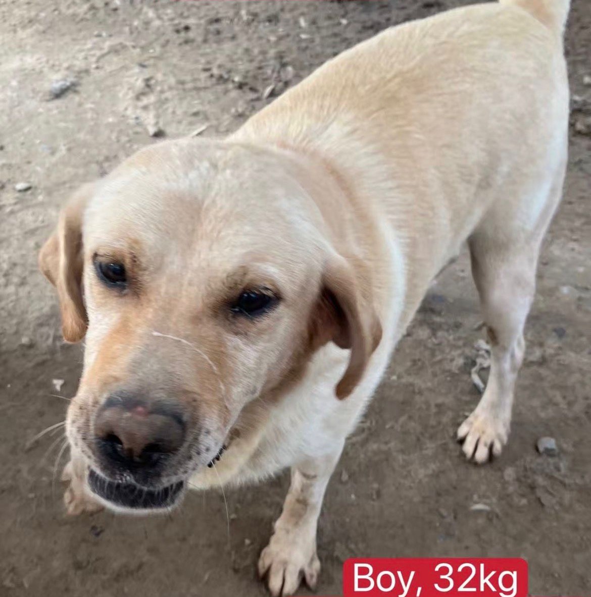 Hughie, a 7 years old male Labrador available for adoption from Labrador Retriever Rescue in Guildford, Surrey