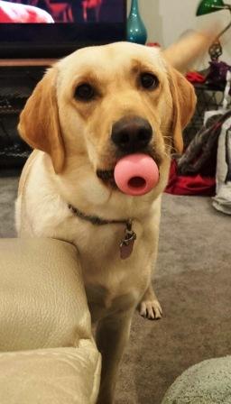 l