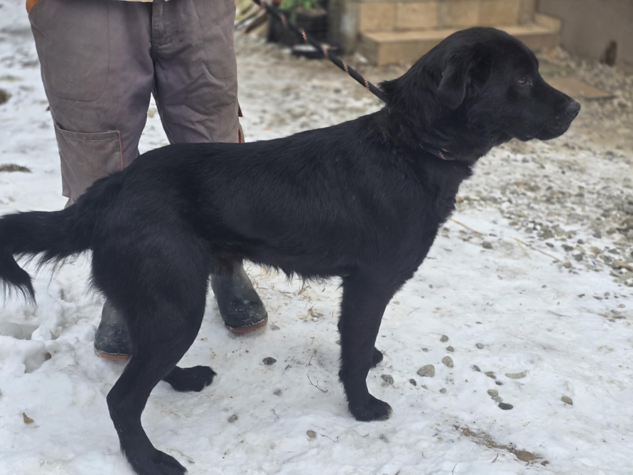 Pax, a 5 years old male Labrador available for adoption from Labrador Retriever Rescue in Guildford, Surrey