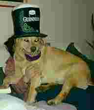 Paddy enjoying St Patrick's Day celebrations!